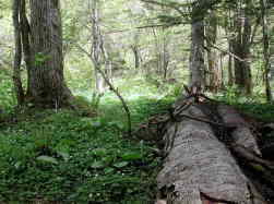 森の中、樹齢何十年の木がぞくぞく。森林浴にはもってこい